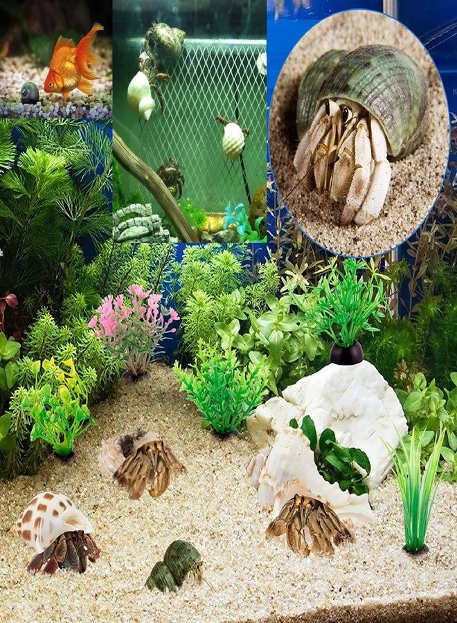 QICQDRAM QEQEKAKA 15PCS Hermit Crab Shells (7 Types) Natural Hermit Crab Shells, for Small to Large Hermit Crab Turbo Shells Hermit Crab Supplies Visit The QICQDRAM Store - Image 4